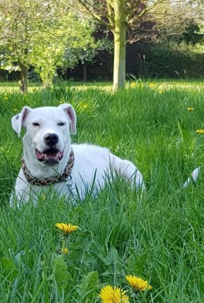 PAUL  -LOYALER RUHEPOL