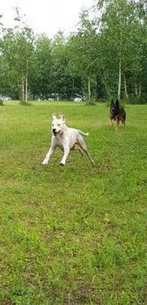 PAUL  -LOYALER RUHEPOL