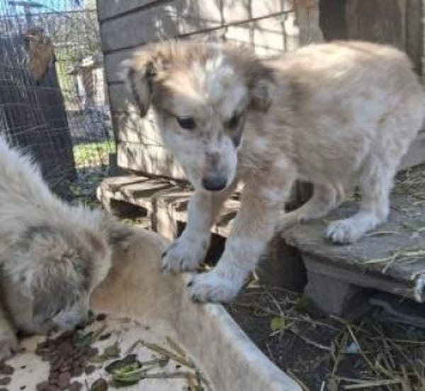 Moppi 34 cm (Okt 25) Pflegestelle