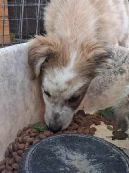 Moppi 34 cm (Okt 25) Pflegestelle