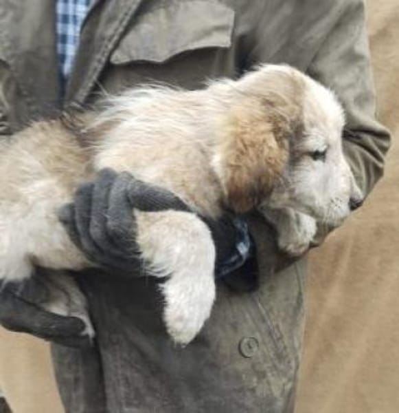 Moppi 34 cm (Okt 25) Pflegestelle