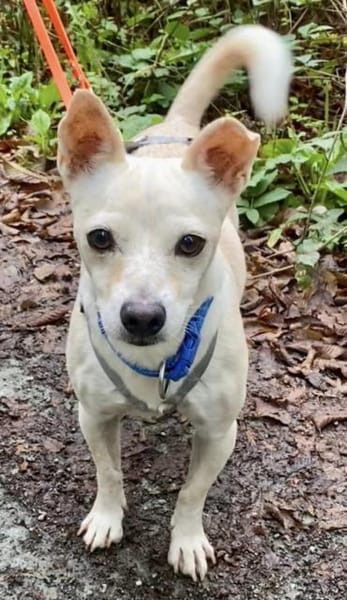 Oscar, verspielt, verschmust,verträglich