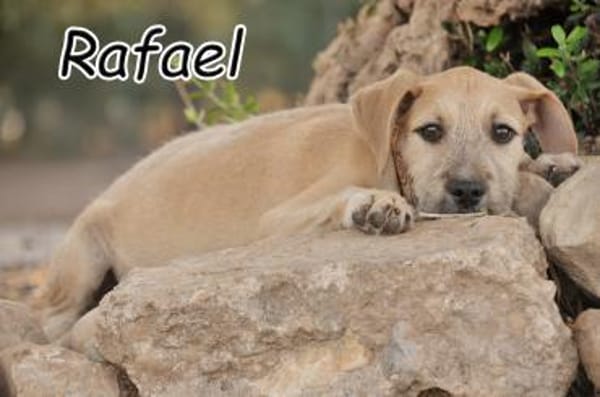 Wer zeigt Rafael die Welt?❤