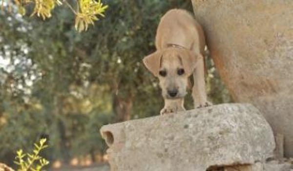 Wer zeigt Rafael die Welt?❤