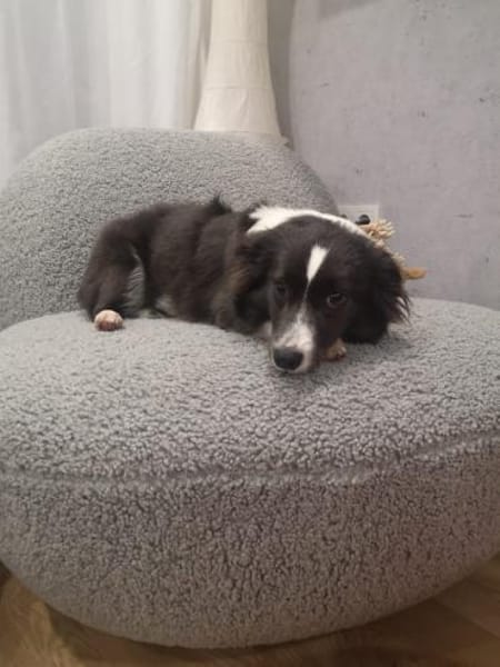 Leni, kleine Junghündin