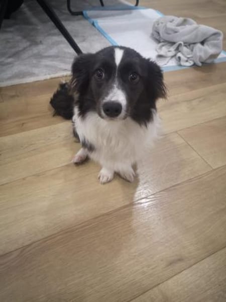 Leni, kleine Junghündin