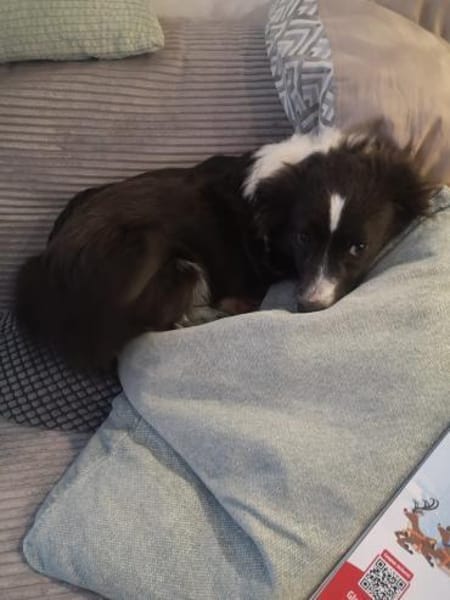 Leni, kleine Junghündin