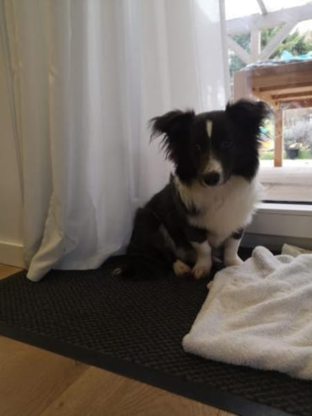 Leni, kleine Junghündin