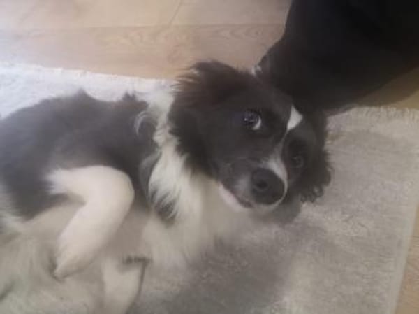 Leni, kleine Junghündin