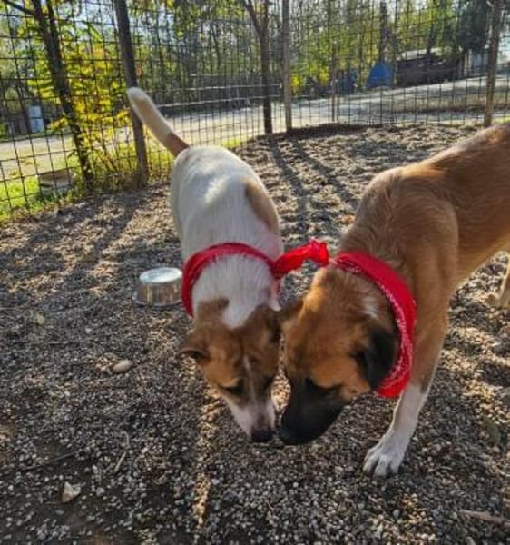 Omleta, Junghund sucht neues Zuhause