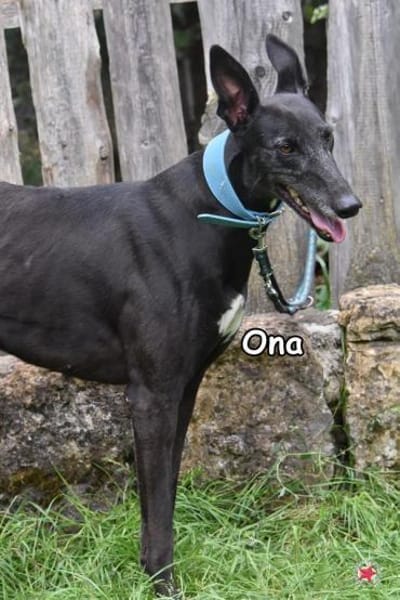 ONA