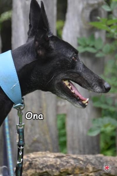ONA
