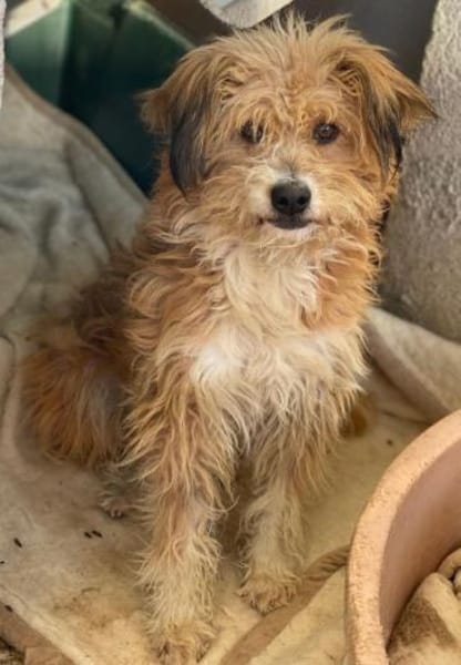 Willi, geb. ca. 09/2023, 30655 Hannover