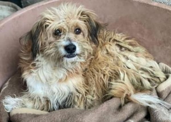 Willi, geb. ca. 09/2023, 30655 Hannover