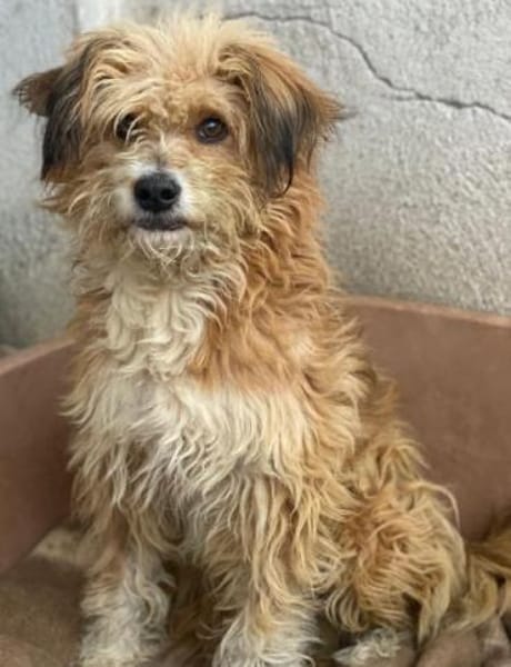 Willi, geb. ca. 09/2023, 30655 Hannover