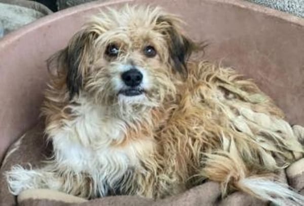 Willi, geb. ca. 09/2023, 30655 Hannover