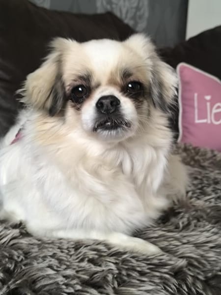 Coco in 59329 Wadersloh