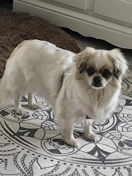 Coco in 59329 Wadersloh