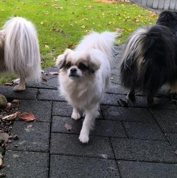 Coco in 59329 Wadersloh