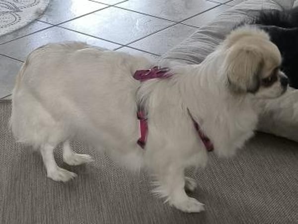 Coco in 59329 Wadersloh