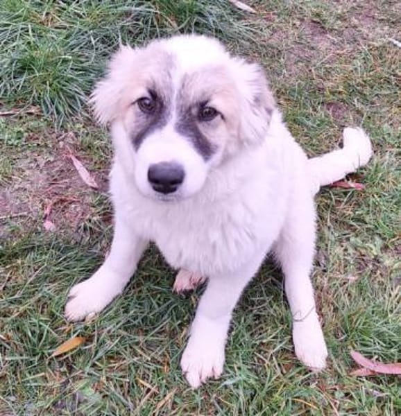 MATILDA -ideale Familienhündin-