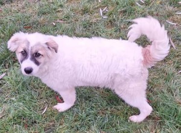 MATILDA -ideale Familienhündin-