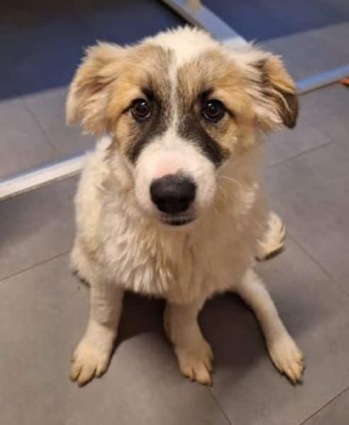 MATILDA -ideale Familienhündin-