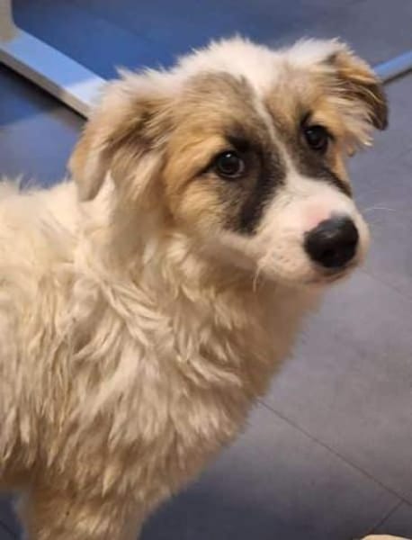 MATILDA -ideale Familienhündin-