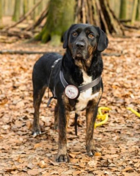 Leo 💗 wartet in 84524 Neuötting