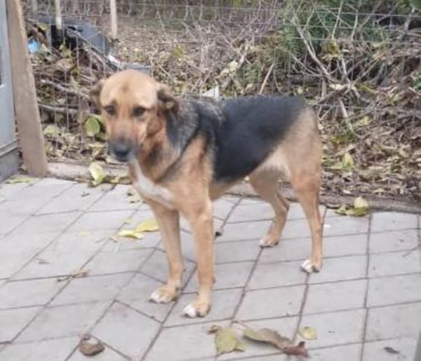 Ala, freundliche, Hündin sucht Zuhause