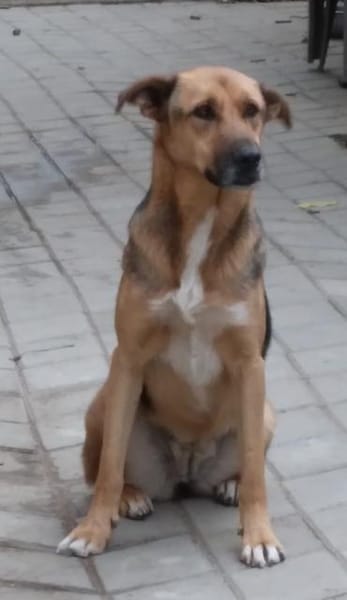 Ala, freundliche, Hündin sucht Zuhause