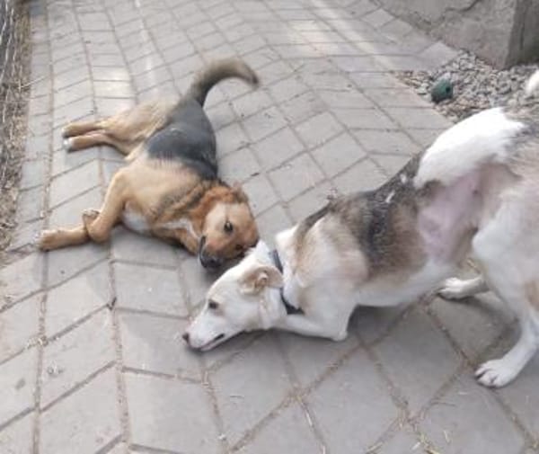 Ala, freundliche, Hündin sucht Zuhause