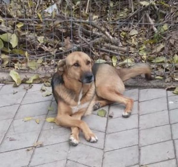 Ala, freundliche, Hündin sucht Zuhause