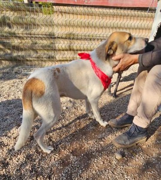 Albush, Junghund sucht neues Zuhause