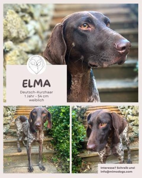 Elma - Goldstück sucht ihre Menschen