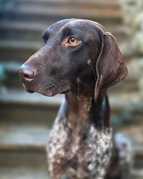 Elma - Goldstück sucht ihre Menschen