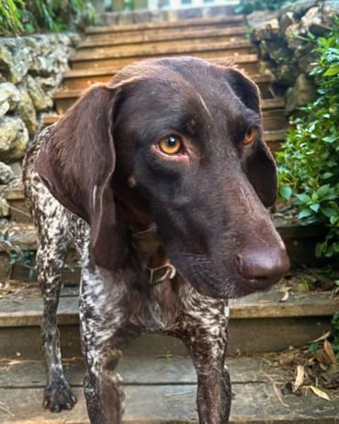 Elma - Goldstück sucht ihre Menschen