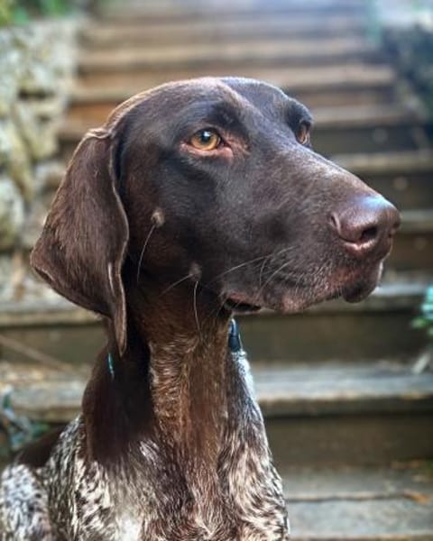 Elma - Goldstück sucht ihre Menschen