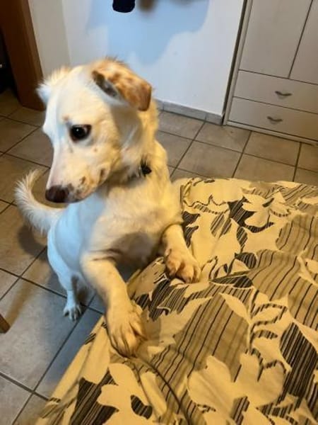 Kuschelexpertin Chewy sucht ihr Zuhause