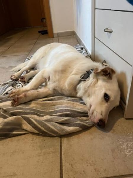 Kuschelexpertin Chewy sucht ihr Zuhause