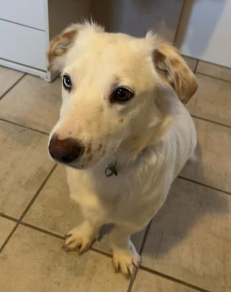 Kuschelexpertin Chewy sucht ihr Zuhause