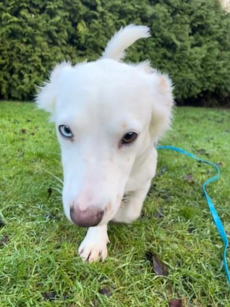 Kuschelexpertin Chewy sucht ihr Zuhause