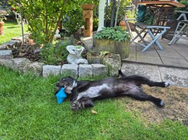 Nutella - süß wie Schokolade