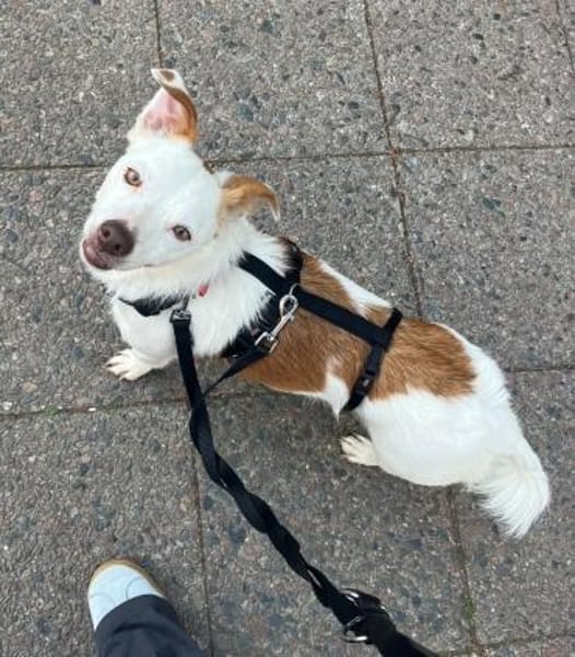 Pamela, verschmust, verspielt, neugierig