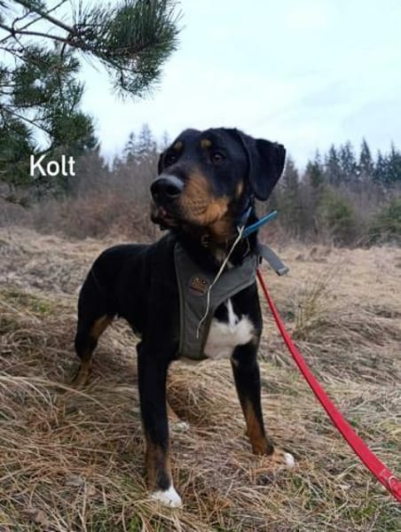 Kolt - Jagdterrier Mix