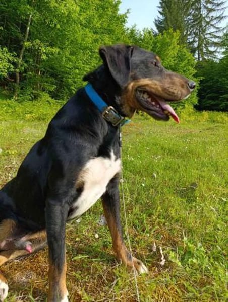 Kolt - Jagdterrier Mix