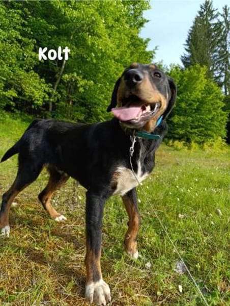Kolt - Jagdterrier Mix