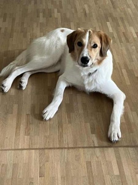 Momo- auf PS in 80636 München