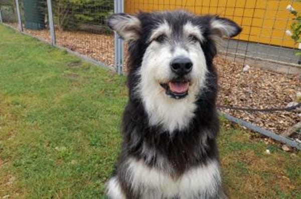 Ciccio-wartet auf Pflegestelle in Berlin