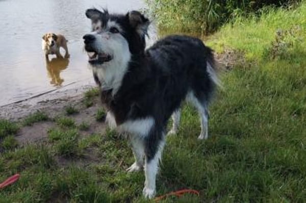 Ciccio-wartet auf Pflegestelle in Berlin